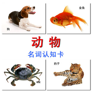 学龄前儿童动物类 认知有图识字名词卡片 ABA训练卡 实操教具教材