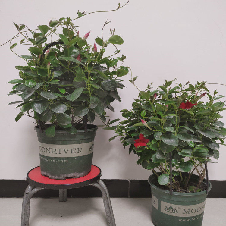 飘香藤攀爬腾类植物耐阴花卉盆栽双喜藤文藤盆景庭院爬藤植物花苗