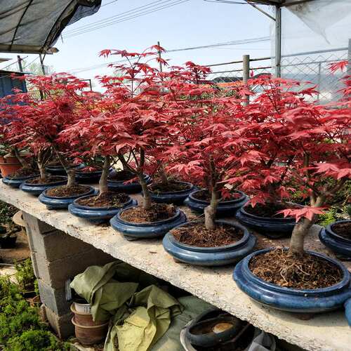 日本红舞姬常年红四季花卉红枫盆景老桩阳台植物庭院盆栽地栽