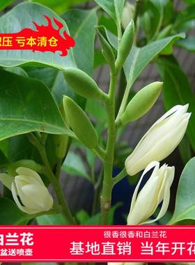 白兰花盆栽四季浓香型室内净化空气 黄桷兰树苗 芳香性黄兰树苗