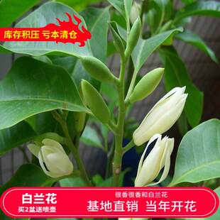 白兰花盆栽四季浓香型室内净化空气 黄桷兰树苗 芳香性黄兰树苗