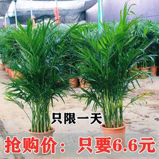 夏威夷竹丛生凤绿植尾竹散尾葵老桩大型绿植水培植物袖珍椰子盆栽