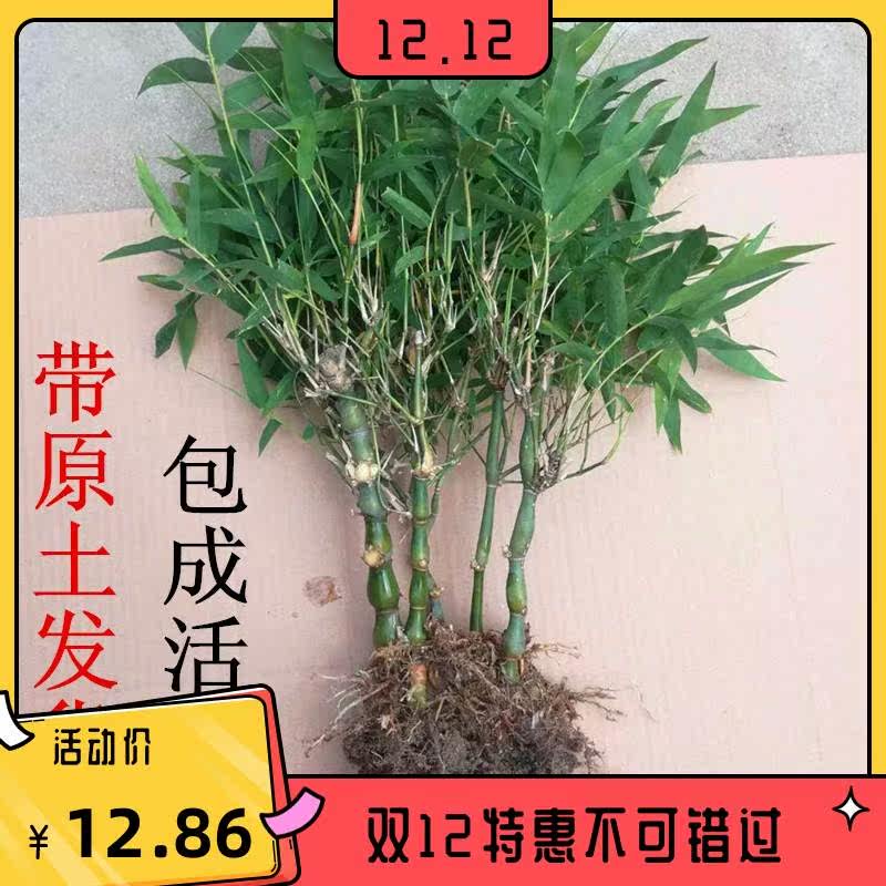 文竹盆栽室内盆景大佛肚竹米竹观音竹矮小微型米竹观赏小竹子苗