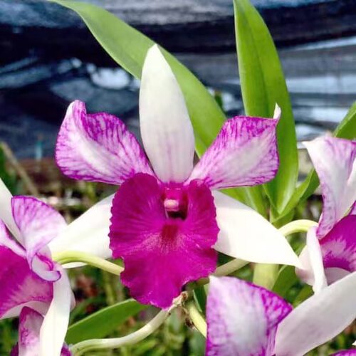 植家进口洋兰 【Dendrobium Frieda Bratsnata 佛雷达】