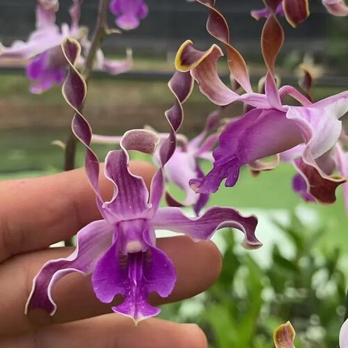 植家进口洋兰【Dendrobium Nicha Crescent Moon Glow 新月之光】
