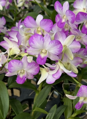 泰国秋石斛284泼墨 紫粉白色矮植苗很丰花