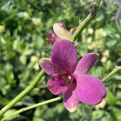 植家进口洋兰Den. Happy mutation 'Pink', Nguyen Tat Thanh探戈