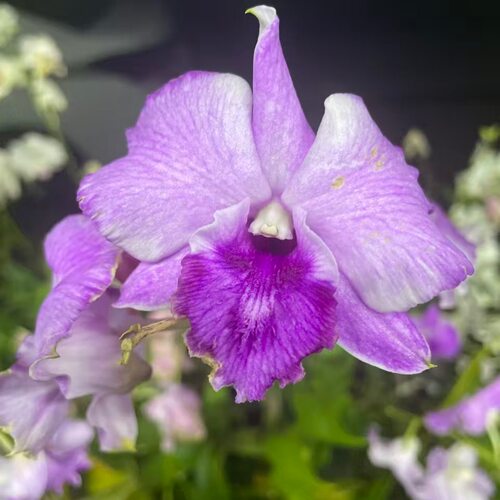 植家进口洋兰 【Dendrobium Pink Kanjana 粉香槟】粉色卡娜系列