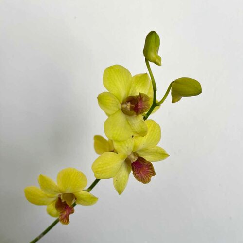 植家进口洋兰 【Dendrobium hybrida’Baoyu’宝玉】老品种多花