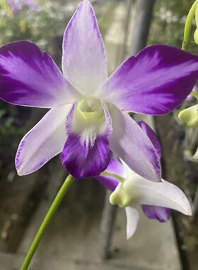 植家进口洋兰 【Dendrobium Sonia Soft Pink Splash 海洋之星】