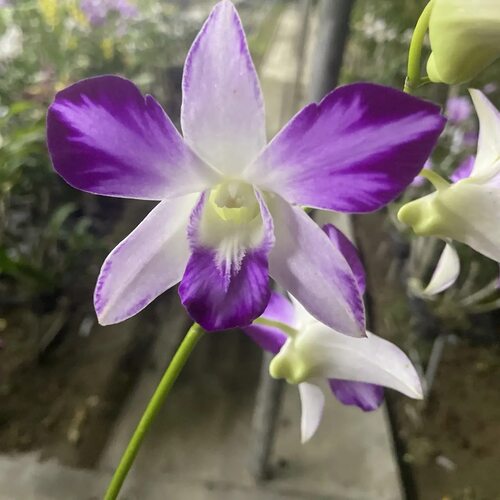 植家进口洋兰 【Dendrobium Sonia Soft Pink Splash 海洋之星】