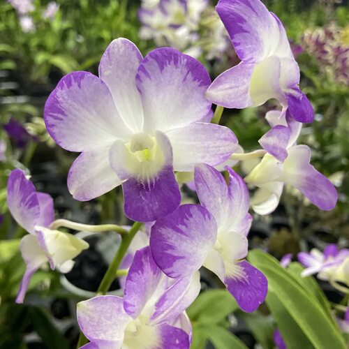植家进口洋兰 【Dendrobium Pink Lady 284 泼墨】