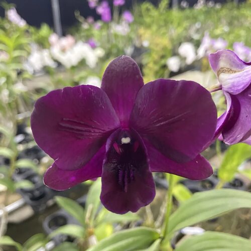 植家进口洋兰【Dendrobium Supernova #153 新星之将】优选个体株