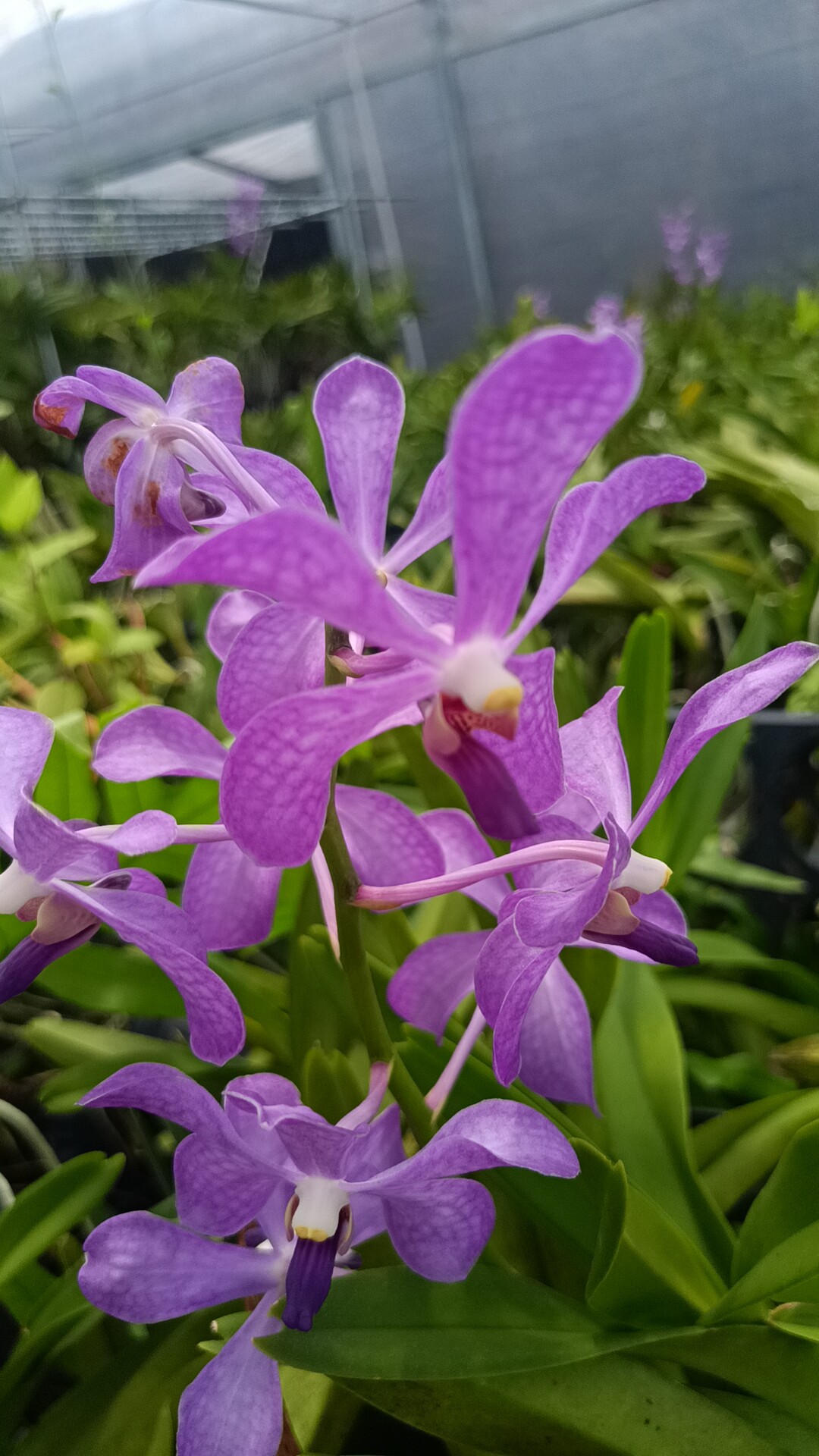 洋兰鲜花泰国进口品种千代兰英文名ascocendafuchs gold 属兰科