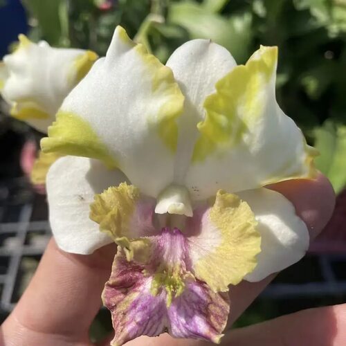 植家进口洋兰 【Den. King Dragon Yellow 翡翠龙王】