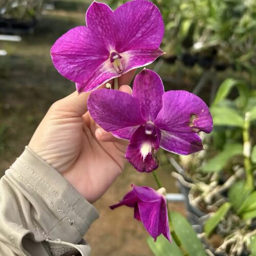 植家进口洋兰【Den.Sonya Deep Purple' 尼娅】 优选个体株复古紫