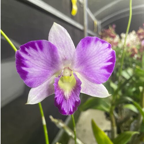 植家进口洋兰 【Den.Ekapol.splsh熊猫泼墨】扦插苗泼墨