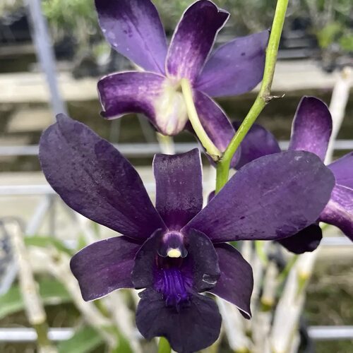 植家进口洋兰 【Dendrobium Arisara Beauty 黑武士】