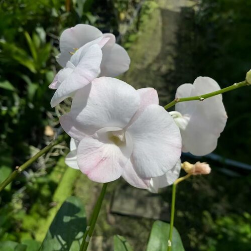 植家进口洋兰 【Dendrobium Suree Peach var.Kanjana桃粉素丽】