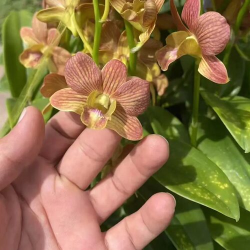 植家进口洋兰 【Dendrobium Buddy Yellow 布巴迪二代】