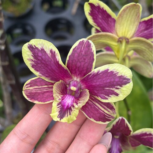 植家进口洋兰 【Den.Thongchai.Gold.×.Den.Kumiati】大黄泼