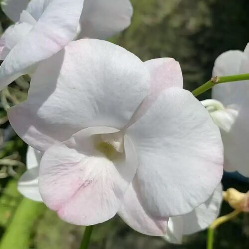 植家进口洋兰 【Den.Suree Peach var.Kanjana 二代萨姆】