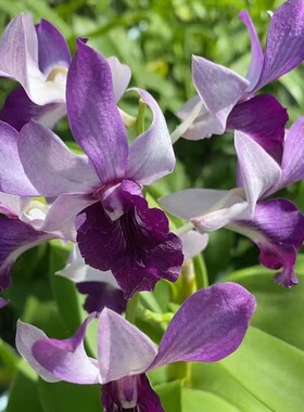 植家进口洋兰 【Dendrobium 'Blue Fan' 蓝樊】一代品种深紫色