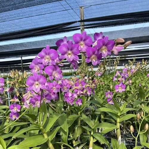 植家进口洋兰 【Dendrobium Candy Stripes 糖果线条】大花丰花型