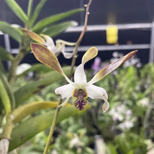 植家进口洋兰 【Dendrobium Caesar Yellow 小凯撒】