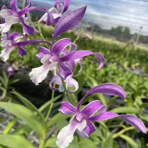 植家进口洋兰 【Den. (King Cobra x Warawan)T-164 红飘带羚羊】