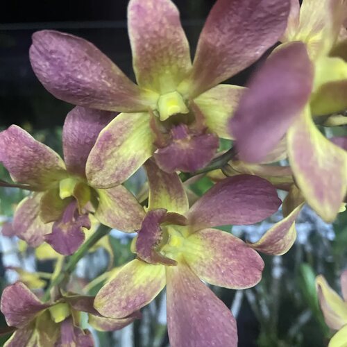 植家进口洋兰 【Dendrobium Healani Sandstone 拉尼】
