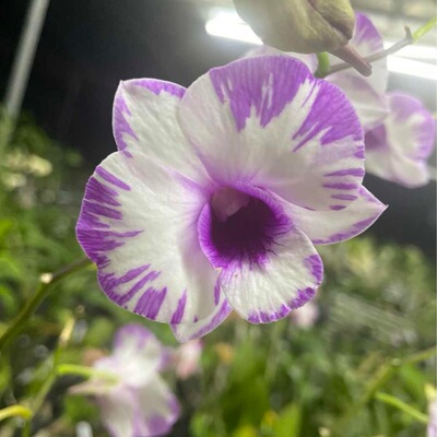 植家进口洋兰 【Dendrobium Pink Macara睫毛膏】花量大花期长