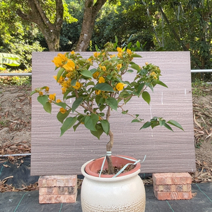 加州黄 老老枝爪 025