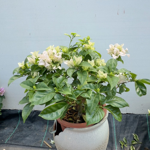 904，苹果花