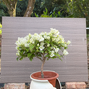 小弯杆 904白雪公主 小伞形