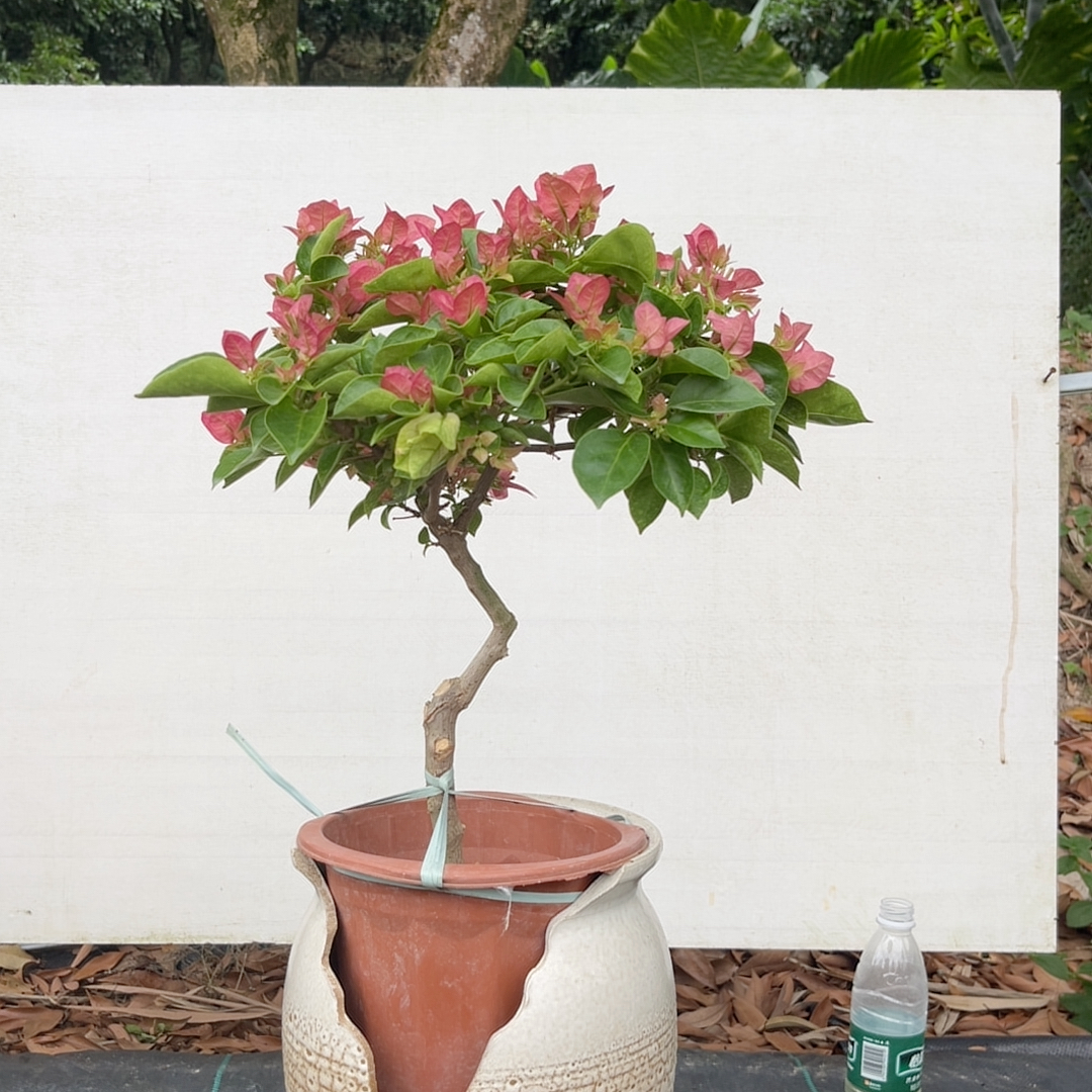 弯杆,伞形,卡娅塔950