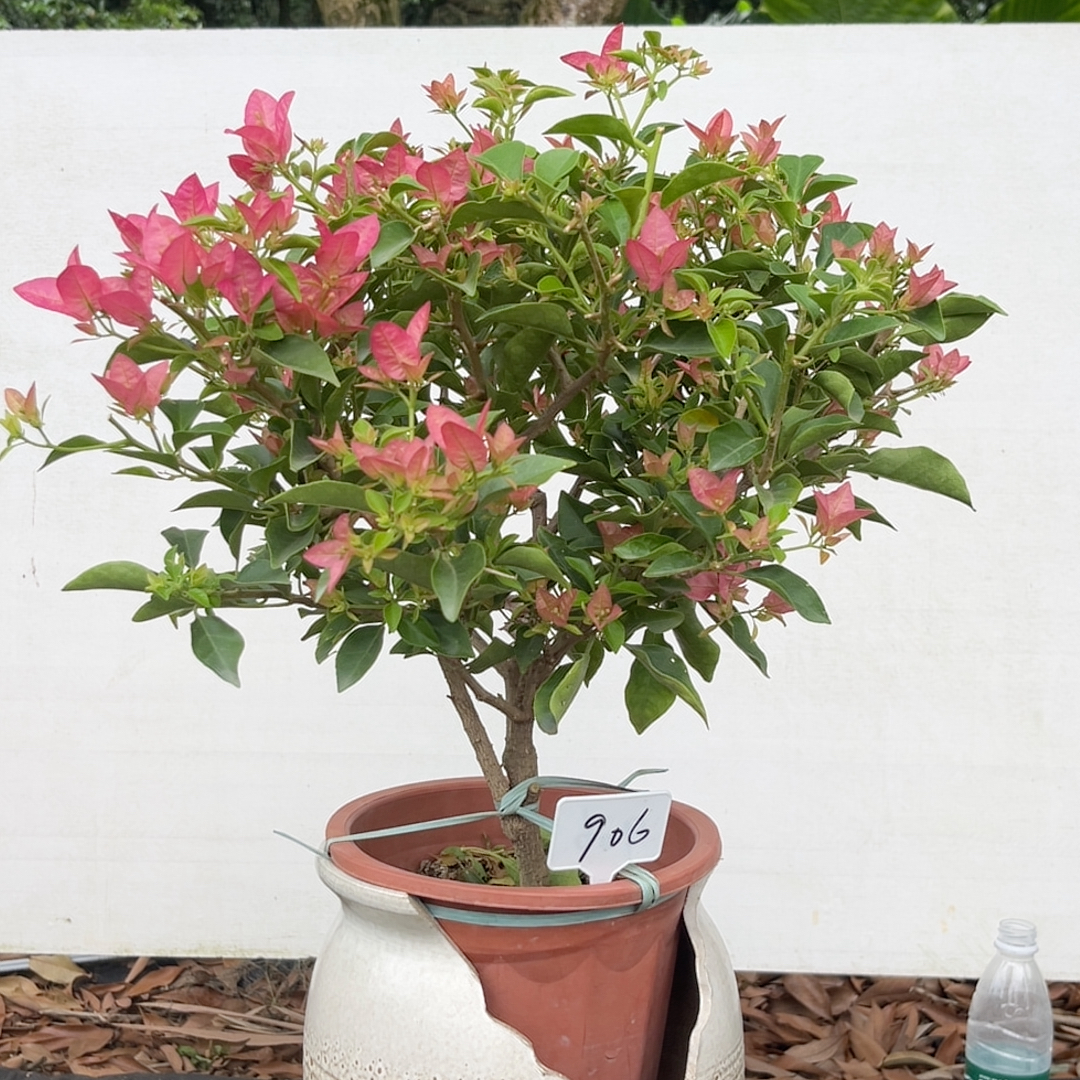 卡娅塔,906周正树形粗枝爪,爆花饱满