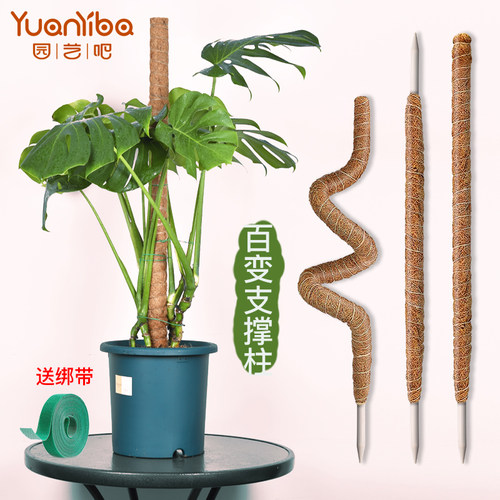 龟背竹支撑杆绿萝爬上神器爬藤杆植物攀爬椰棕棒爬藤柱棍固定架子