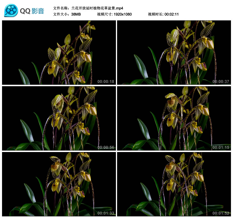 兰花开放延时摄影植物花草绽放盆景高清实拍视频素材