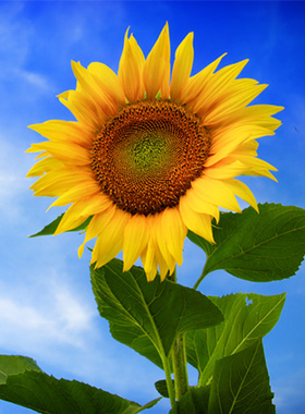 B217向日葵金黄色的摄影照片高清图片素材图库欧美自然风光景植物