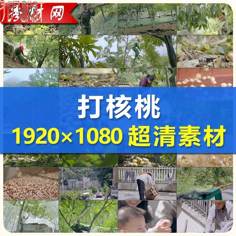 树上打采摘山核桃视频素材