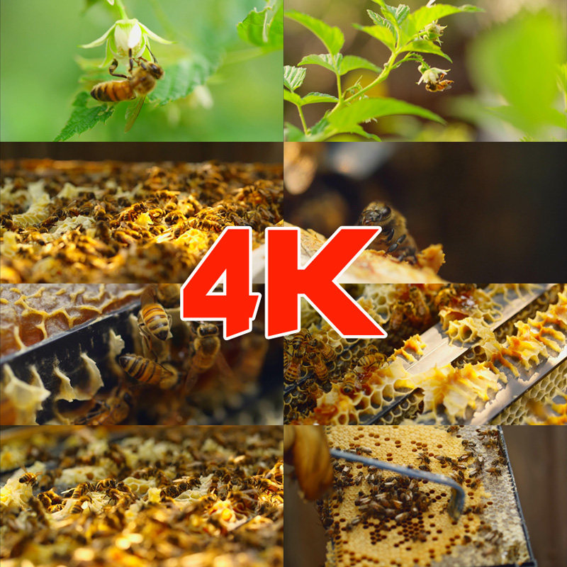 超清4K视频素材【蜜蜂】养蜂取蜂蜜蜂巢特写蜜蜂飞舞高清实拍