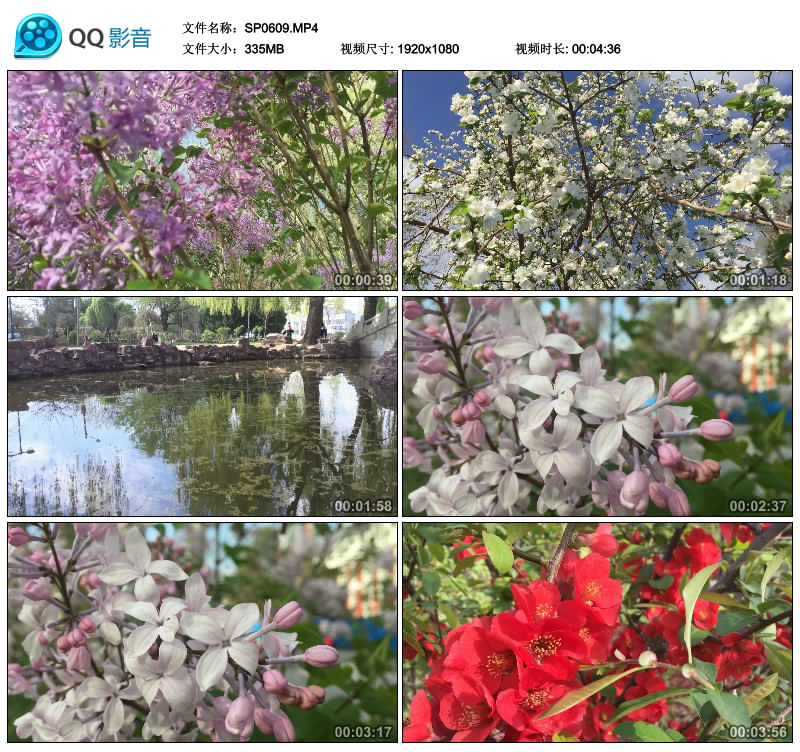 植物花草花的世界花的海洋 迎春花 海棠花视频素材