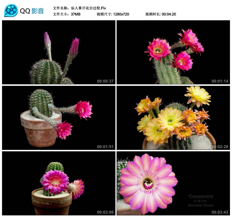美丽花开过程仙人掌开花绽放延时摄影视频素材