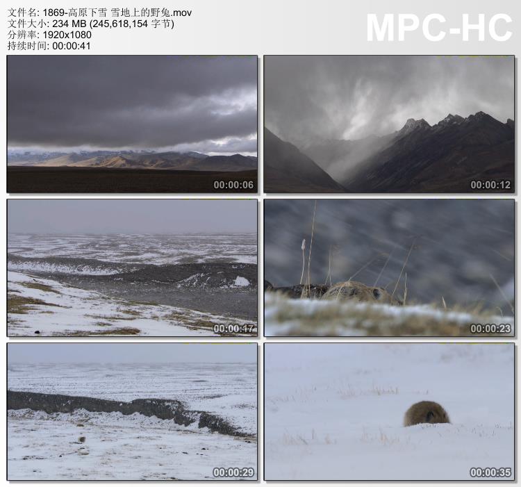 高原下雪 雪地上的野兔 高清实拍视频素材