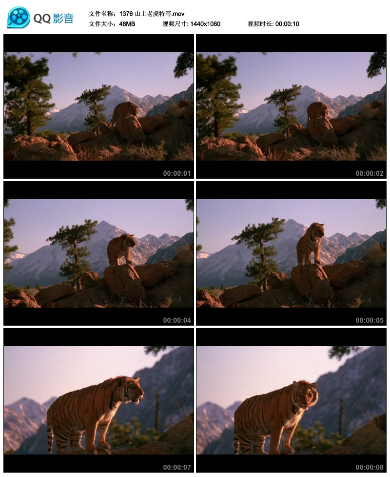 山上老虎特写松树山顶阳光下的威武大老虎 高清实拍视频素材