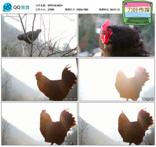 自然风光清晨阳光乡村公鸡打鸣山村大山影视视频素材