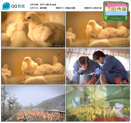 HD1080P养鸡场小鸡 养鸡场 鸡场 鸡群 鸡群高清实拍视频素材