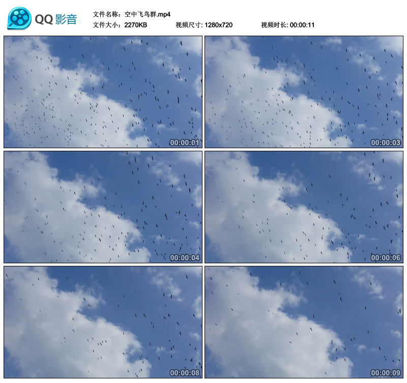 天空中蓝天白云下的飞鸟群密集群鸟儿飞翔翱翔视频素材动态背景
