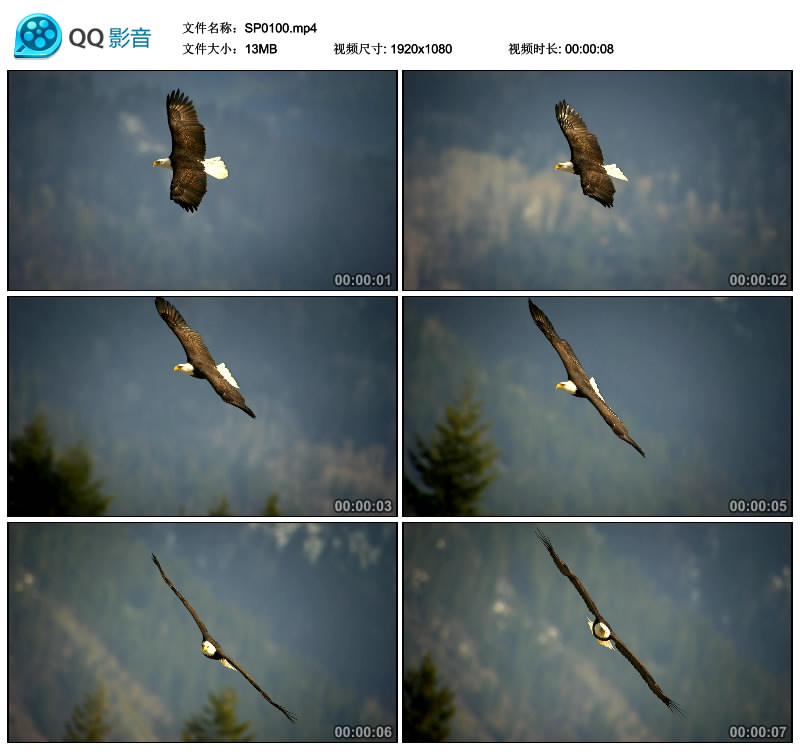 雄鹰展翅高飞 老鹰 高空飞翔特写影视素材实拍高清视频素材